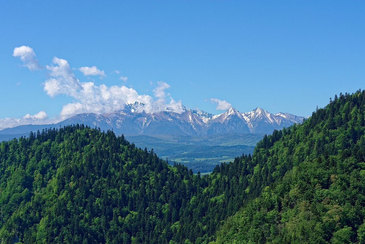 Zasnežené štíty Tatier nad zalesnenými kopcami