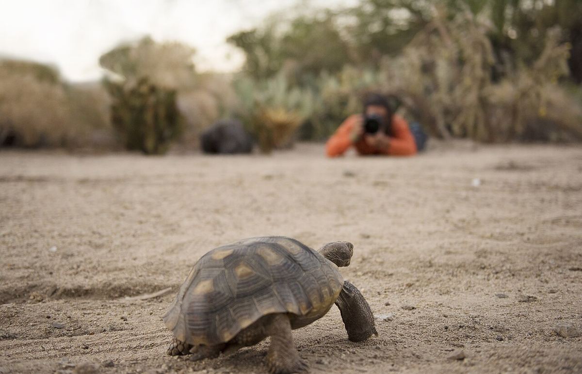 Náhľad: Tortoise and photographer with telephoto lens (37222829944).