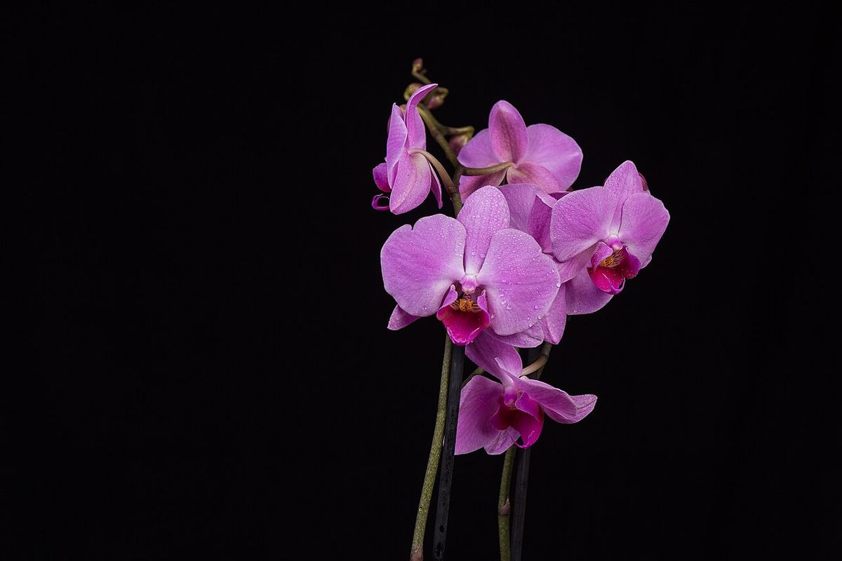 Náhľad: Phalaenopsis, 1802242031, ako.jpg